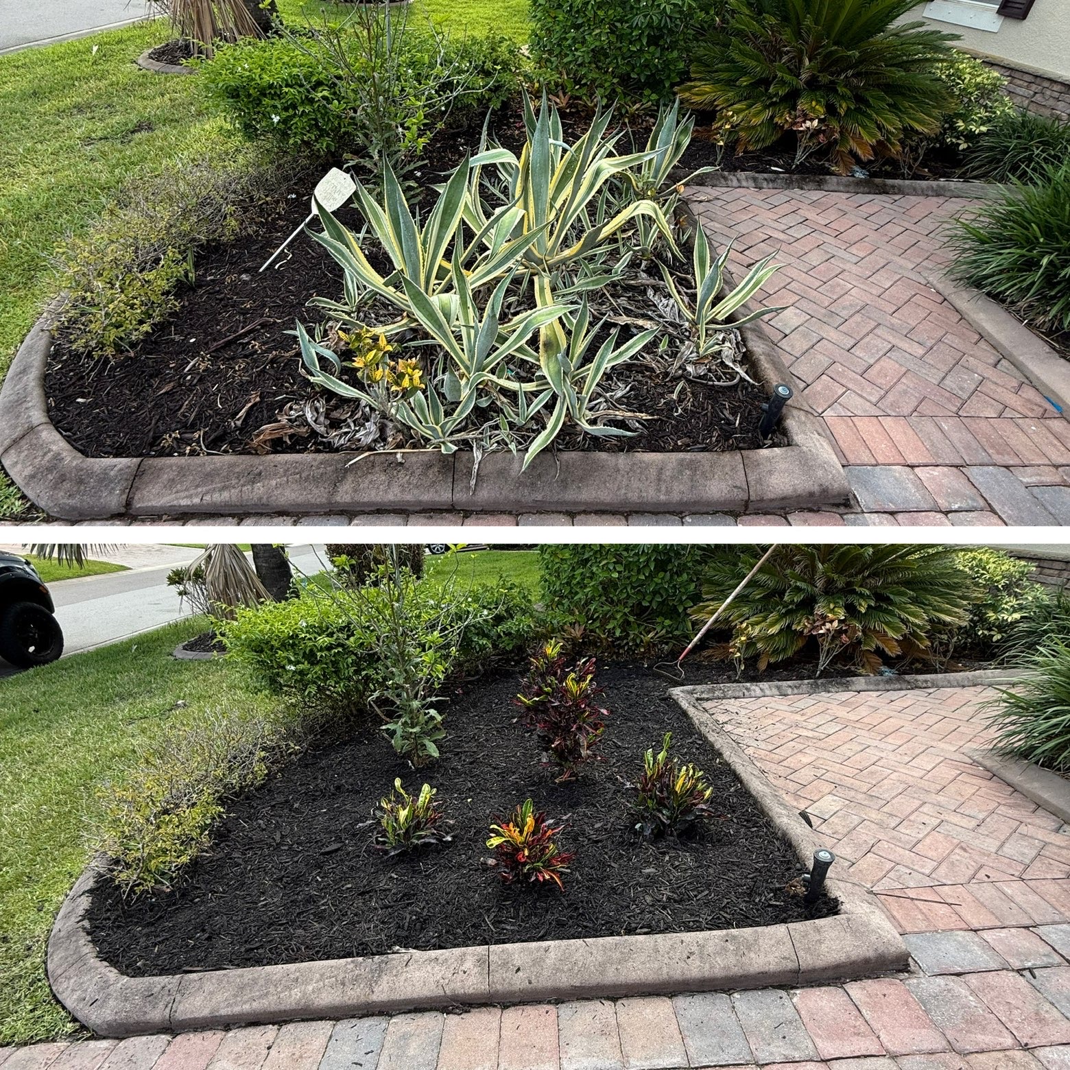 Bed cleared of overgrown agave and refreshed with black mulch and new plants