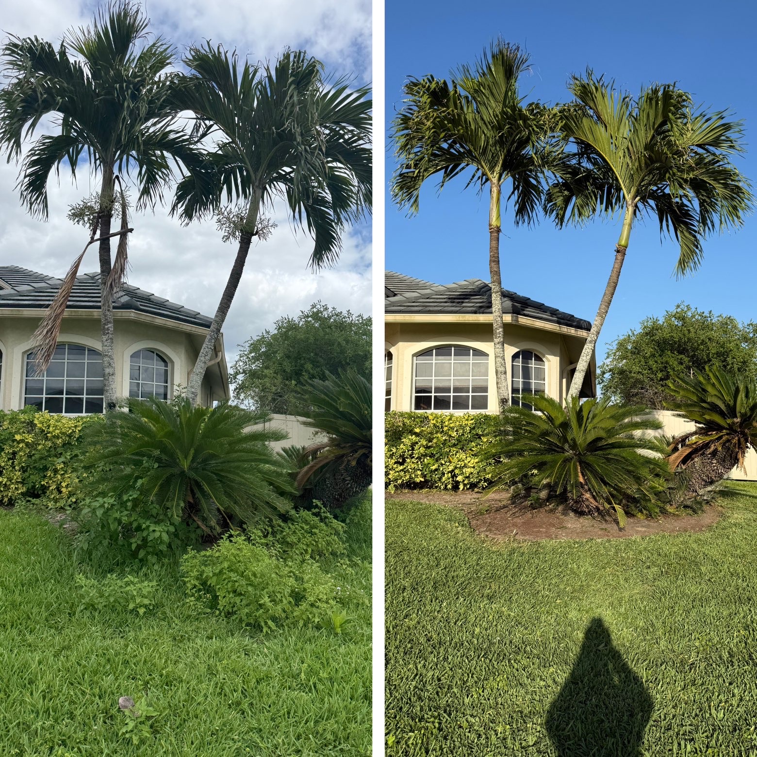 Palm trees trimmed and yard cleaned up around the home