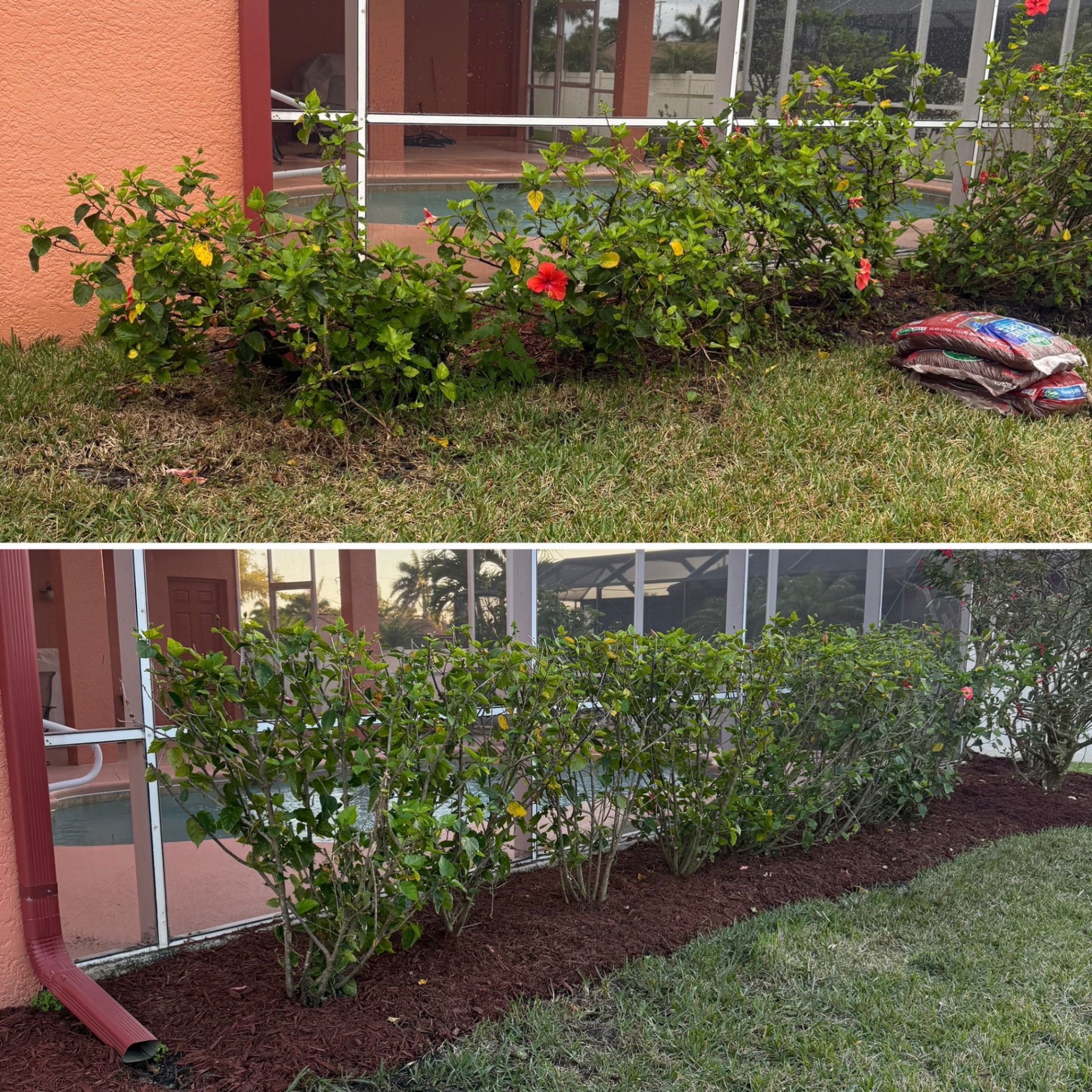 Hibiscus bed refreshed with brown mulch